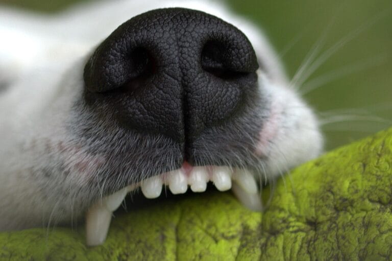 What Does It Mean When a Dog Bites You in a Dream?