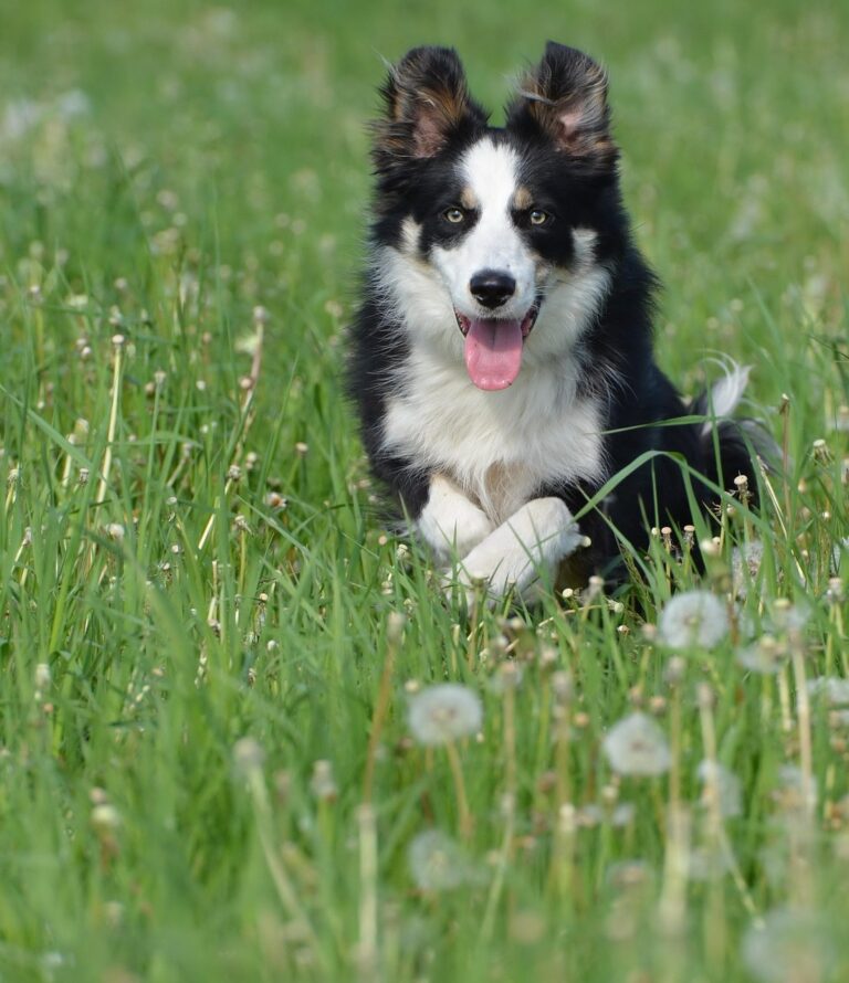 Why Do Dogs Wag Their Tails?