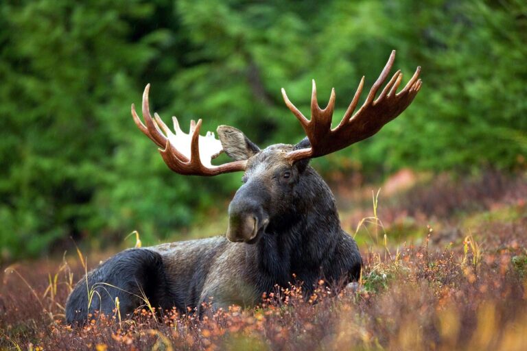 What Does a Moose Symbolize in the Bible?