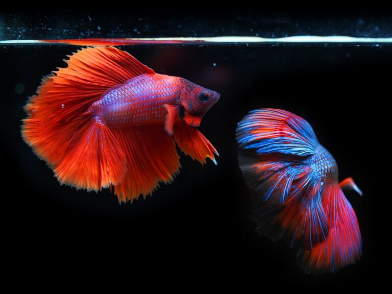 What Are the Spiritual Meanings of Different Fish in Various Cultures?