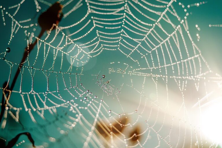What Does the Bible Say About Spiders?